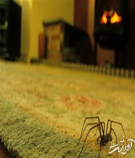 از بین بردن تارهای عنکبوت,جلوگیری از بستن تار عنکبوت